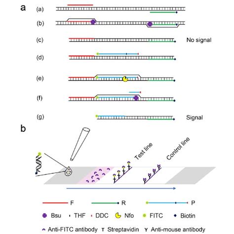 qPCR 的图像结果
