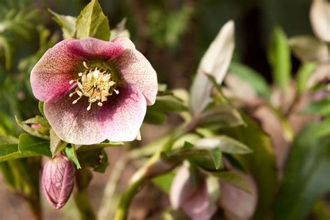 Lenten Rose Care: Tips for Growing in Your Garden