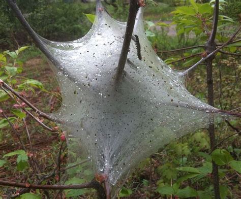 Image result for Gypsy Moth