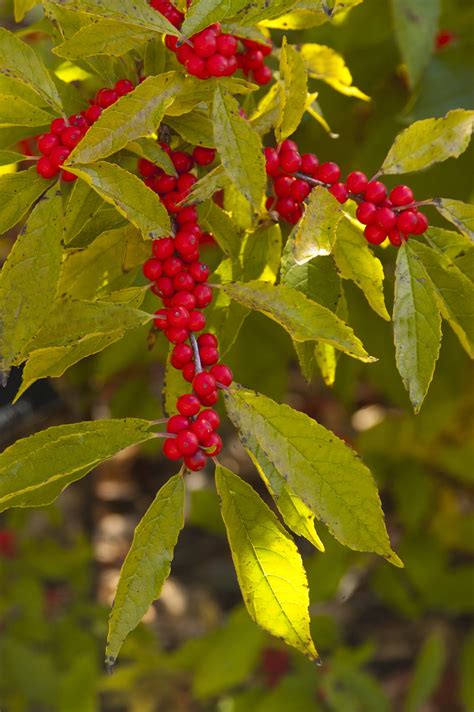 Winter Red Winterberry Holly — Marks Nursery