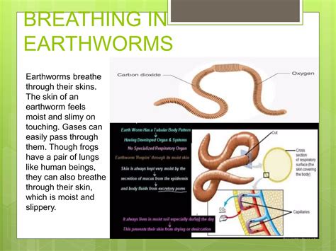 How Worms Breathe Through Their Skin: An Easy Guide