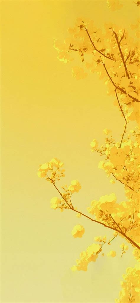 🔥 [70+] 2023 Yellow Aesthetic Wallpapers | WallpaperSafari
