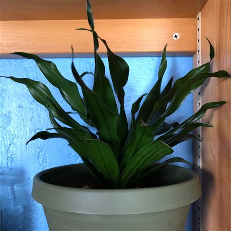 Black Spots on My Dracaena 'Janet Craig Compacta' Leaves