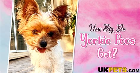 What Does A Yorkie Poo Look Like Full Grown at Doris White blog