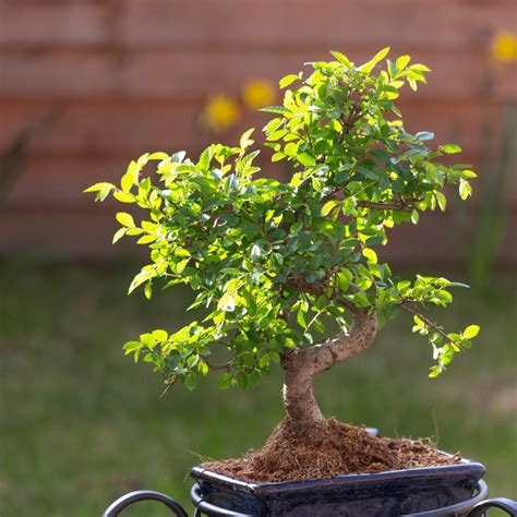 Best Bonsai Trees For Beginners 15 Types Of Bonsai Trees That Are
