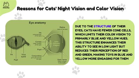 What Colors Can Cats See? - Cat Vision Explained – MichuPet