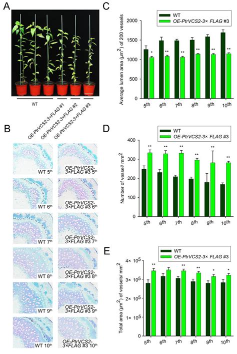 PtrVCS2 Regulates Drought Resistance by Changing Vessel Morphology and ...