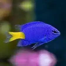 Damselfish