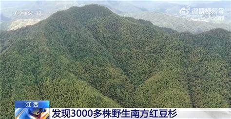 世界珍稀濒危植物！江西发现3000多株野生南方红豆杉：树龄最大已有1200年 | 商业派