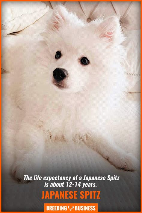 How To Breed Japanese Spitz – Temperament, Litter Size, Health & FAQs