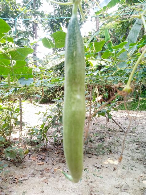 Image result for Food Tree