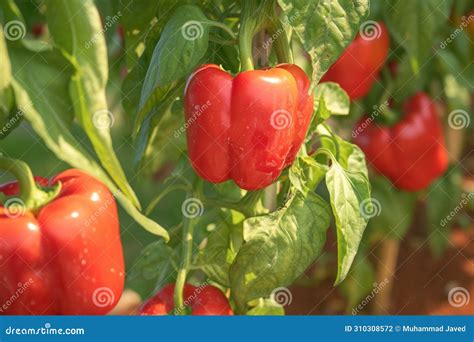 Garden Bounty Red Bell Pepper Plant Thriving in an Organic Setting ...
