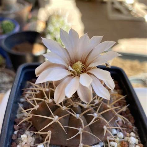 Gymnocalycium Bodenbenderianum x Hybrid Cactus Plant