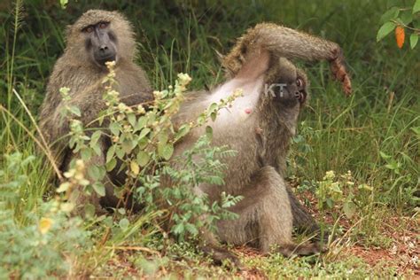 Image result for Why Baboons Attack Humans