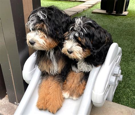 Blue Skye Doodles - Bernedoodle & Australian Mountain Doodle Puppies