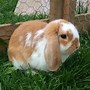 Image result for Blue Eyed English Lop