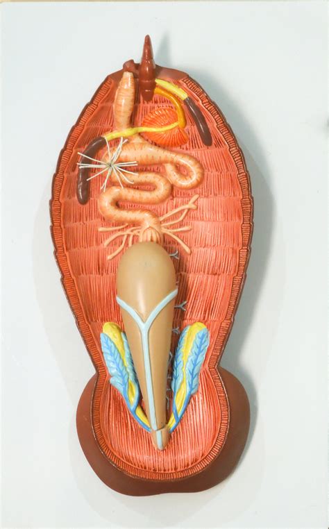 Cockroach Dissection Kit 的图像结果