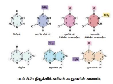 நியூக்ளிக் அமிலங்கள் - உயிரி மூலக்கூறுகள் - DNA- RNA வின் அமைப்பு ...