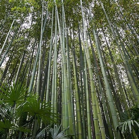 Southside Naturals 60 Bambusa Bamboo Tree Seeds | Fast Growing Common ...