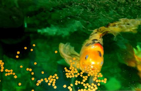 What Fish Eat Liver: A Guide To Feeding Your Aquarium Species