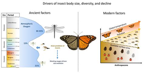 Insect Decline in the Anthropocene: Historical Parallels and Emerging ...