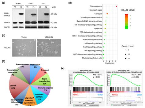 Cells | Special Issue : New Insights into Head and Neck Squamous Cell ...
