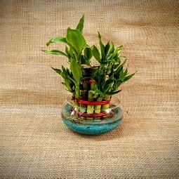 Lucky Bamboo Plant Online-Cheap Lucky Bamboo Plants for Sale Bangalore