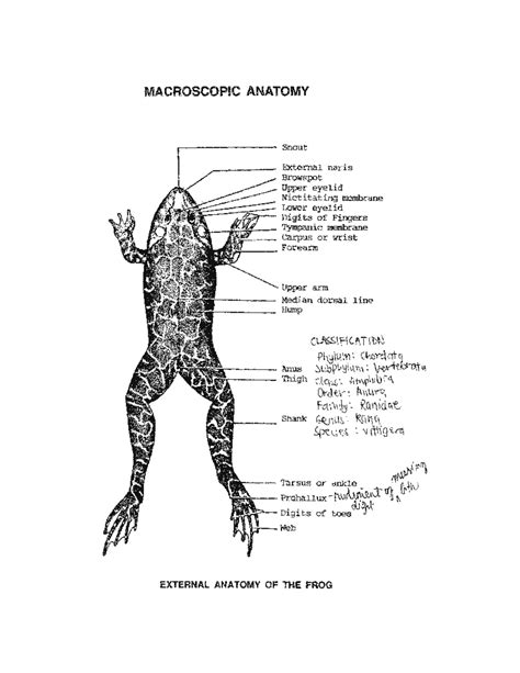 Frog Atlas - MACROSCOPIC ANATOMY ####### r- Snout - External naris ...