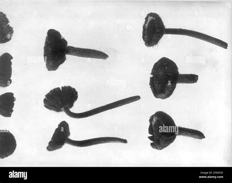 Plant study with inflorescence Stock Photo - Alamy