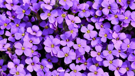 Bunch Of Light Purple Flowers HD Purple Wallpapers | HD Wallpapers | ID ...