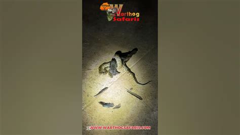 Image result for Python's Constricting Animals