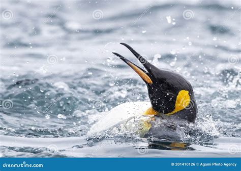 King Penguin, Aptenodytes Patagonicus Halli Stock Photo - Image of wild, species: 201410126