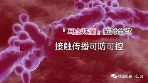 【鄧醫談養生】耳念珠菌致病性強 | Candida | auris | 大紀元