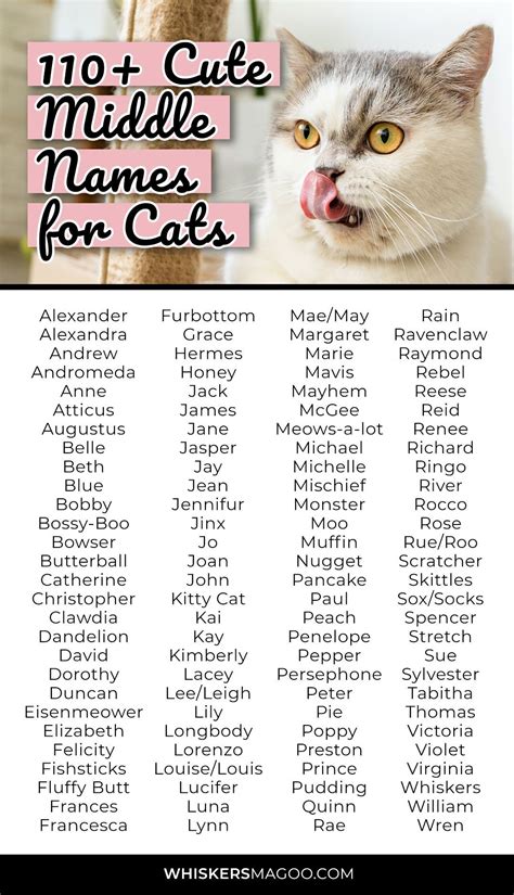 110 cute and funny middle names for cats – Artofit