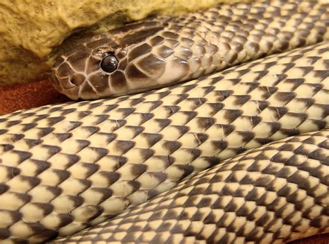 King Brown Snake – Ausemade