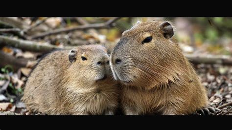 145 Fun Facts About Capybaras That Will Fascinate You