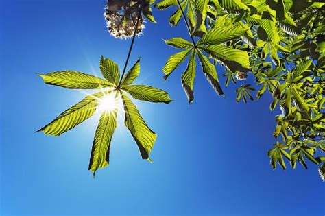 Image result for Example of a Chemical Reaction