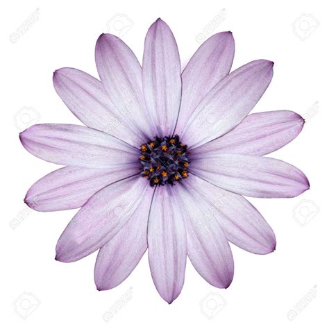 Beautiful Light Purple Daisy - Blossoming Osteospermum - Flower ...