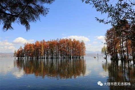 冬日洱海红水杉美出圈最新素材