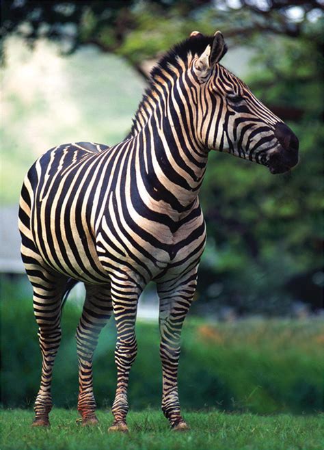 Image result for Zebra Programming Language Applications
