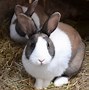 Image result for Images of White Rabbits