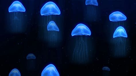 Deep Sea Jellyfish Wallpaper