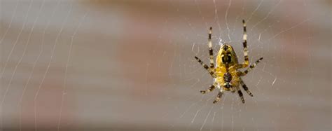 Spider Web Removal 的图像结果