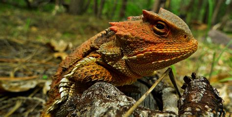 Shooting Blood from Their Eyes Doesn’t Scare Off the Pet Trade: Desert ...