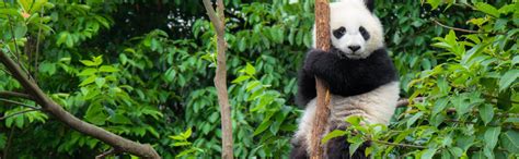 Tour privado por Chengdú y la Reserva de Pandas, Chengdu - Central de ...