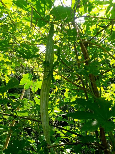 Image result for Food Tree