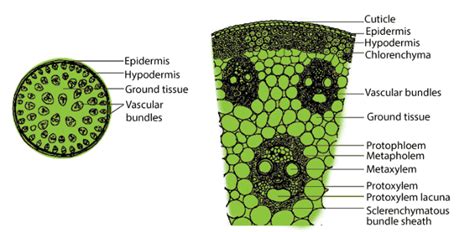 Class 9 Science Chapter 6 Question Answers - Tissues