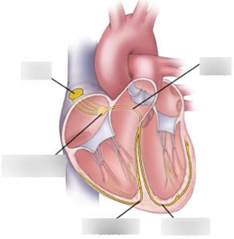 Image result for Cardiac Conduction System Flowchart