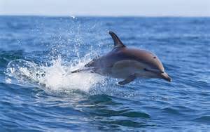 The fastest swimmers in the animal kingdom, ranked