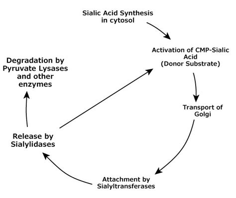 Sialic Acid
